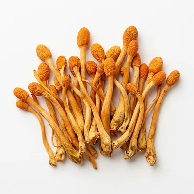 Kordyceps chiński (Cordyceps sinensis)