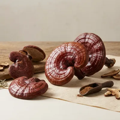 Reishi / lakownica żółtawa (Ganoderma lucidum)